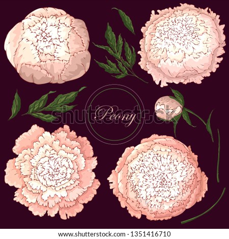 Vector peonies. Set of isolated light pink flowers on burgundy background. Template for floral decoration, fabric design, packaging or clothing.