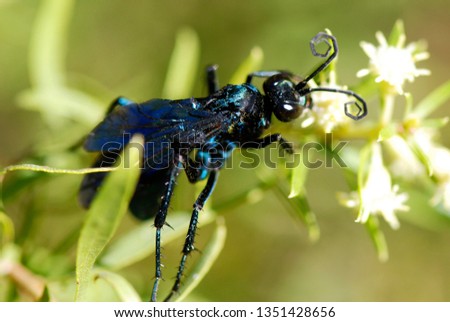 Wasp-hunter photographed in Guarapari, Espirito Santo - Southeast of Brazil. Atlantic Forest Biome. Picture made in 2007.