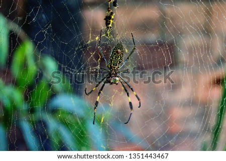 Spider on the web in Brazil