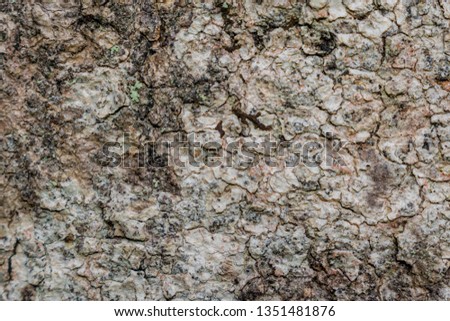 texture of tree bark of white and ocher desaturated tones ideal to edit text or use as wallpaper