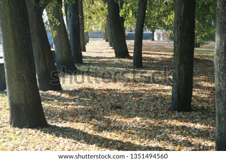 Trees in autumn , Klaipeda fall colours