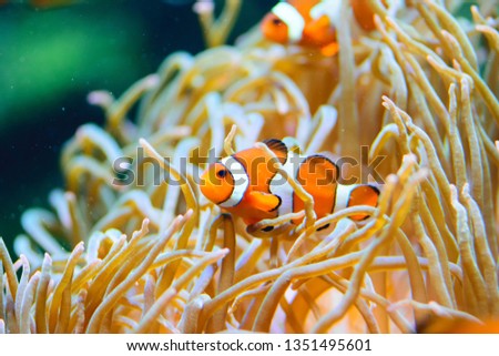 Tropical and coral sea fish. Beautiful underwater world. Clown fish