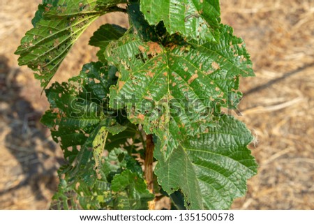 Diseases and pests of nuts and leaves of hazelnut bushes close-up. concept of chemical garden protection.