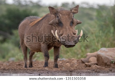 WARTHOGS Stock Photos and Images - Avopix.com
