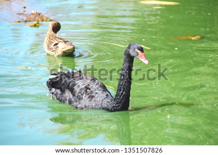 very beautiful black duck