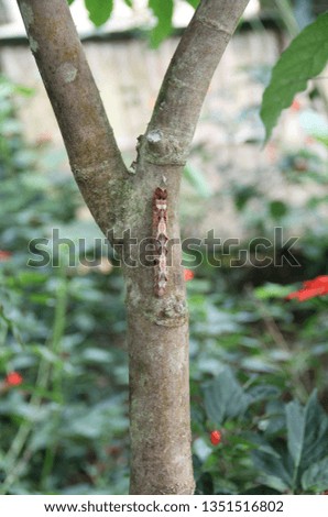 Colorful butterfly worm larva in branch tree tropical garden costa rica 