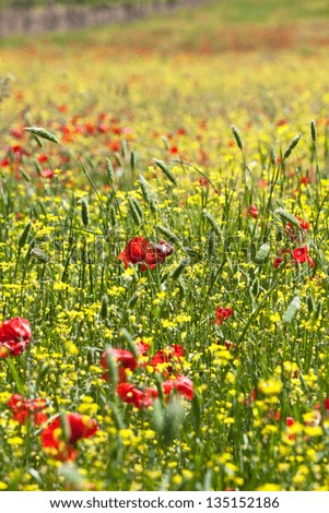 Cereal and poppies meadow in sunny day. Small GRIP