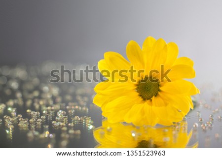 Macro photography of amazing yellow flower standing on a mirror among rhinestones. Studio photography close up on a black background.