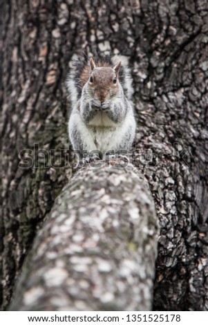 Friendly wild squirrel eating a peanut, Parco del Valentino Turin