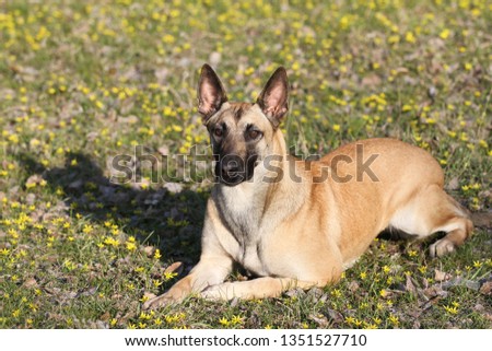 Spring portrait, Belgian Shepherd Malinois in the nature in yellow flowers