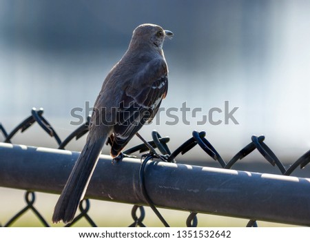 Mockingbird in fence. View from the back