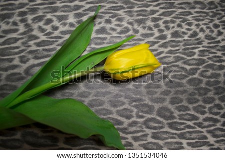 Yellow tulips on a leopard print background. Holiday card. Flowers on a leopard background. Copy space