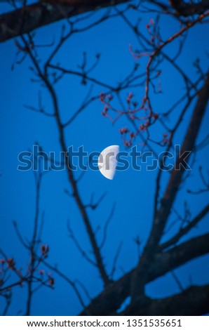 Last quarter or half moon in blue sky at sunrise seen through bare tree branches.. Vertical photo.