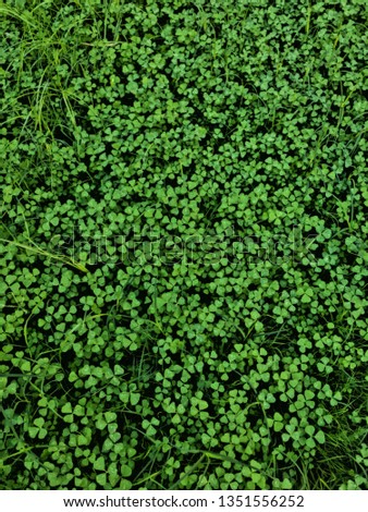 Find The Four Leaf Clover