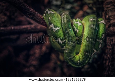 Close up photo of a green snake on the branch in the zoo