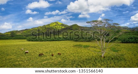 horses in grazing in tropical mountains