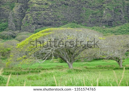 Isolated tree in Oahu, Hawaii