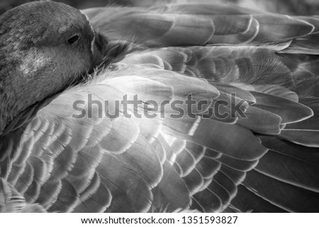 beautiful black and white close up of a ducks plumage, focus on the right side middle 