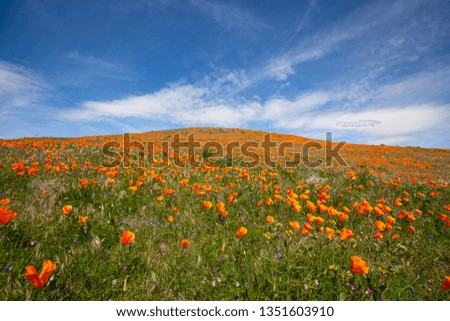 Blue sky over the orange Poppies