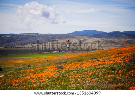 American flag waves among the Poppies Murica