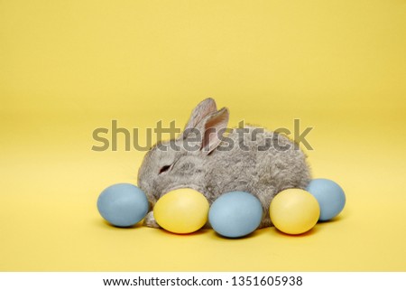 Easter bunny rabbit with painted eggs on yellow background. Easter, animal, spring, celebration and holiday concept.