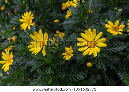 Beautiful yellow daisy flower on garden.