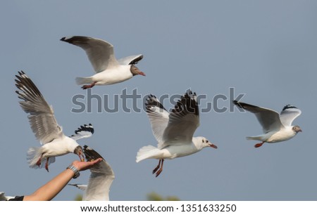 Tourists feeding Seagull at Bang Pu, Samut Prakan, Thailand