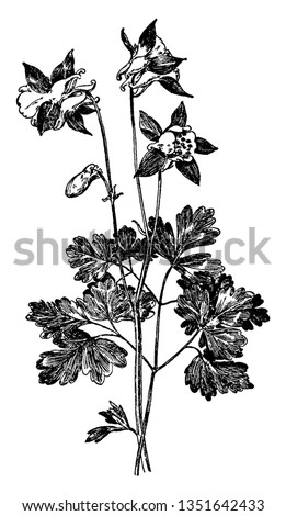 A picture shows Aquilegia Glandulosa Flower plant. It is commonly known as Siberian columbine, is a compact perennial, blue-green basal leaves and nodding blue and white flowers, vintage  Royalty-Free Stock Photo #1351642433