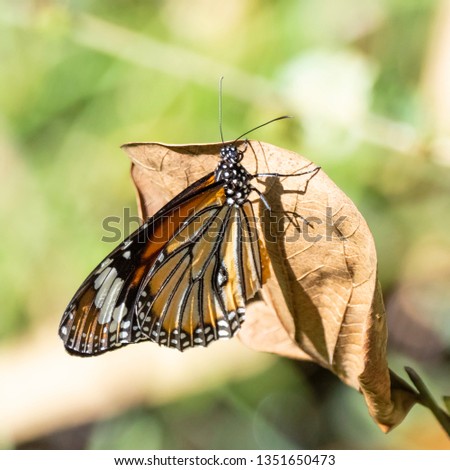 Common Tiger Butterfly (Danaus genutia). The Nilgiris, Tamil Nadu, India