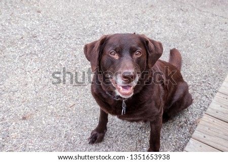 Beautiful aging chocolate labrador retriever smiles while sitting and waiting