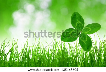 Fresh green grass with clover on green natural background