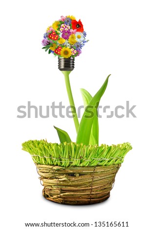 bulb from flowers in pot  isolated