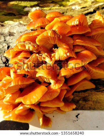 Orange autumn mushrooms