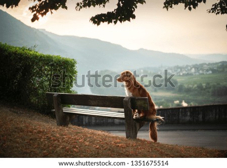 the dog sits on a bench and looks at the dawn. red Nova Scotia Duck Tolling Retriever, Toller in nature. Pet traveling
