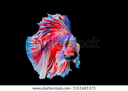 Beautiful betta fish background