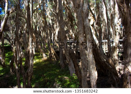 Scenic view of the peeling melaleuca paper bark trees in Big Swamp, Bunbury, Western Australia on a sunny afternoon in early autumn.