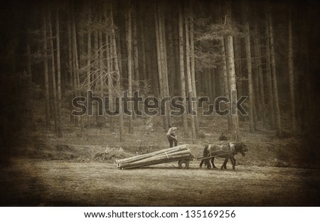vintage landscape with horse in the woods