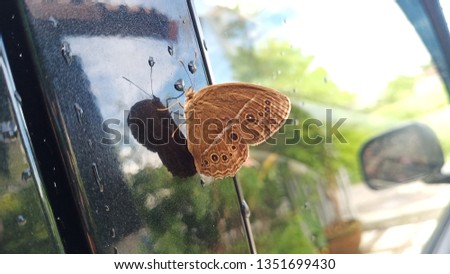a brown buterfly on the windshield