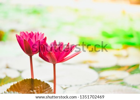 Beautiful pink waterlily or lotus flower in pond, Natural background and sun light.