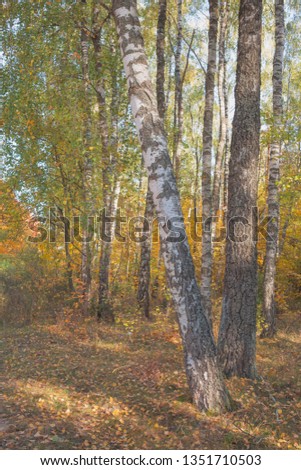 Golden autumn in a birch grove. Nature in the vicinity of Pruzhany, Brest region, Belarus. 