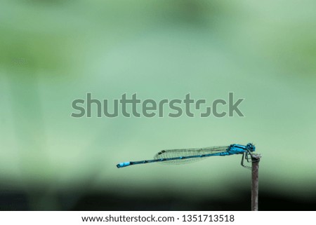 Dragonfly in nature, macro insect in wild life, animal in wild