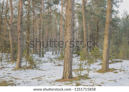 Early spring in the pine forest.Nature in the vicinity of Pruzhany, Brest region, Belarus . 