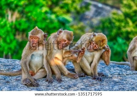 This unique image shows the wild monkeys at dusk on the Monkey Rock in Hua Hin in Thailand
