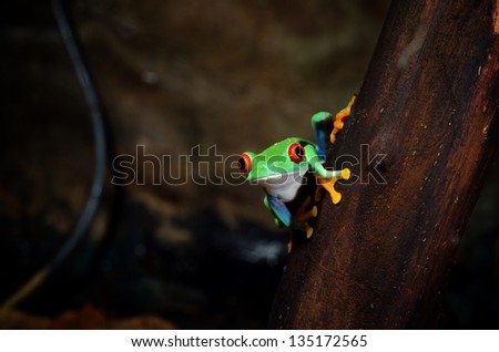 red-eye tree frog  Agalychnis callidryas