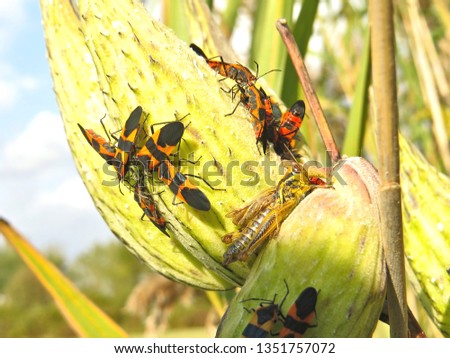 Milkweed Bugs on milkweed pods. Orange and Black Milkweed bugs feasting on a summers day.                               