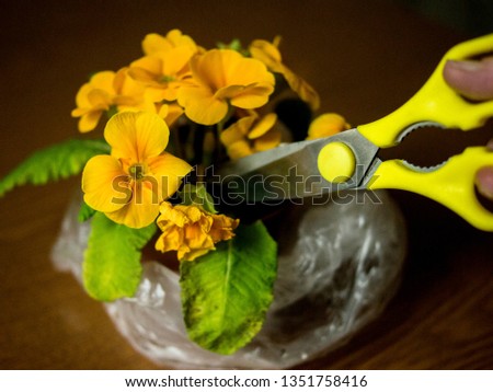 Someone cuts a faded bud with scissors on a yellow flower in a pot
