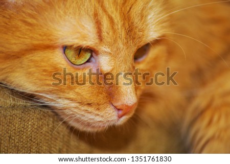 Portrait of a red Siberian cat.
