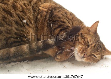 Bengal cat rolling on snow with some action shots