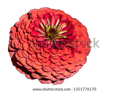cutting of flower on white background