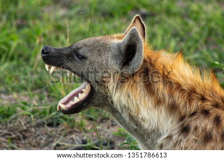 An African Spotted Hyena yawning showing it's big teeth